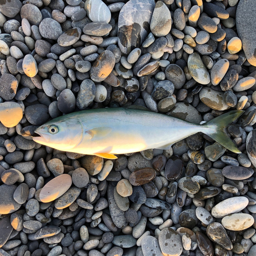 ワカシの釣果