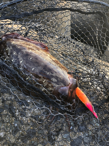 モンゴウイカの釣果