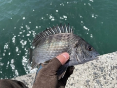 クロダイの釣果