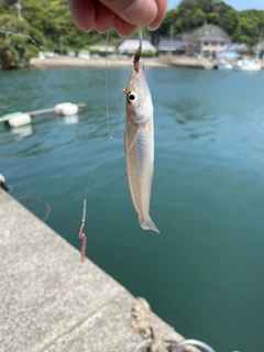 キスの釣果