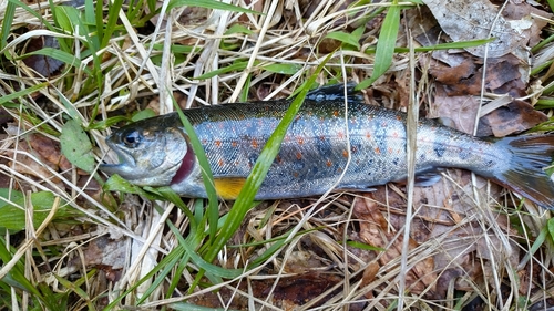 アマゴの釣果