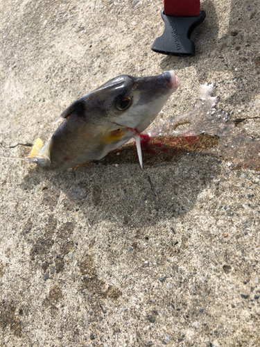 カタクチイワシの釣果