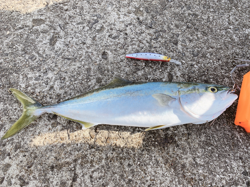 ツバスの釣果