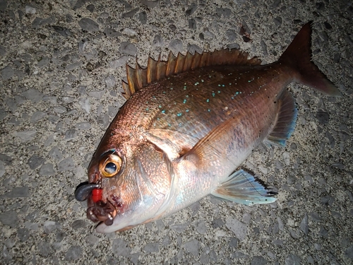 マダイの釣果