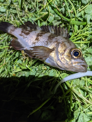 シロメバルの釣果