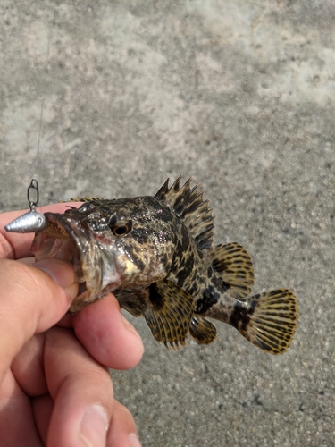 タケノコメバルの釣果