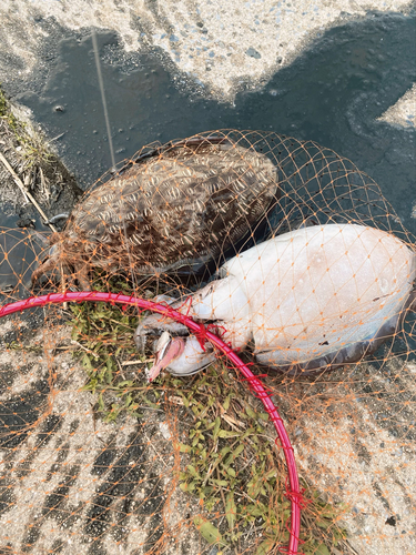 モンゴウイカの釣果