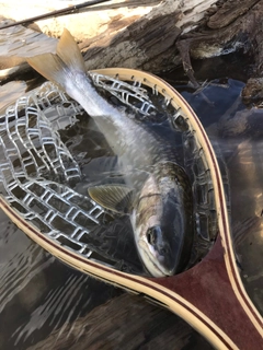 アメマスの釣果