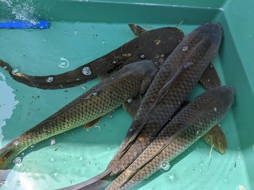 ナマズの釣果