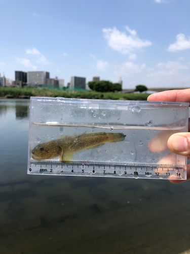 ハゼの釣果