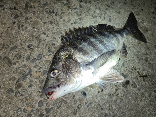 チヌの釣果