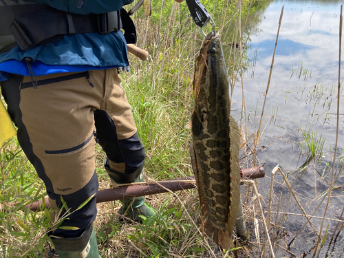 ライギョの釣果