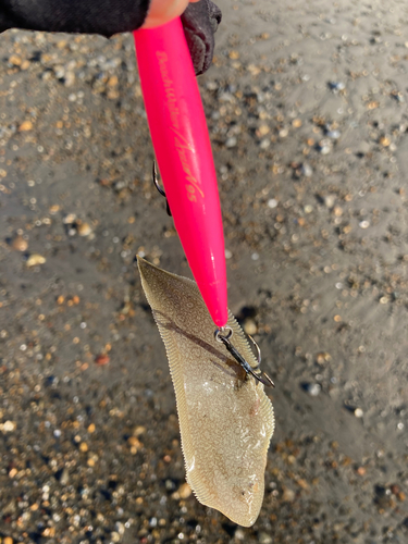 シタビラメの釣果