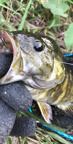 スモールマウスバスの釣果