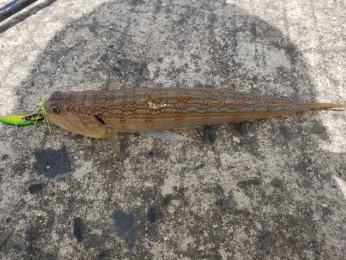 メゴチの釣果