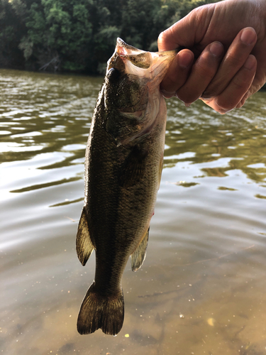 ラージマウスバスの釣果