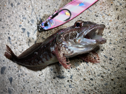 アナハゼの釣果