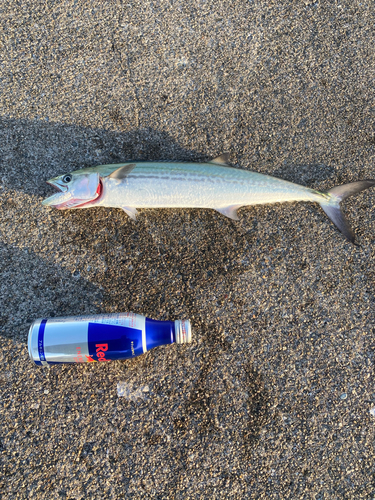 サゴシの釣果