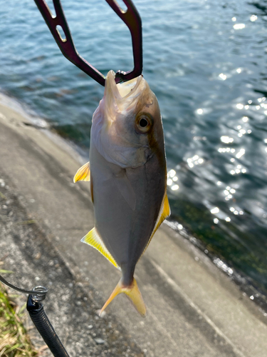 カンパチの釣果