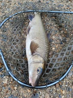 ニゴイの釣果