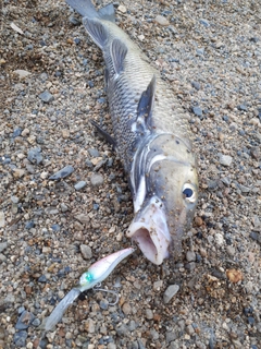 ニゴイの釣果