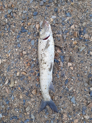 ニゴイの釣果