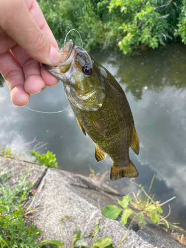 スモールマウスバスの釣果