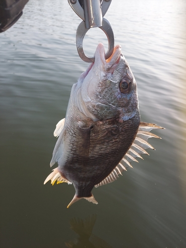 キビレの釣果