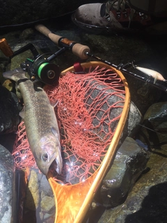 イワナの釣果