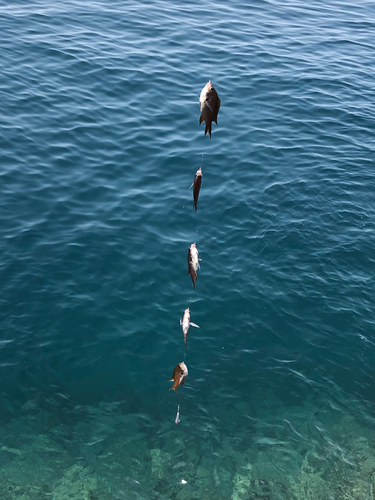 スズメダイの釣果