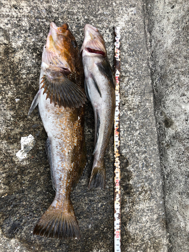 アイナメの釣果