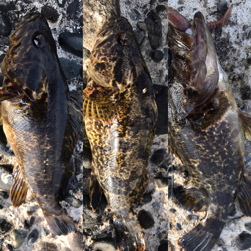 タケノコメバルの釣果