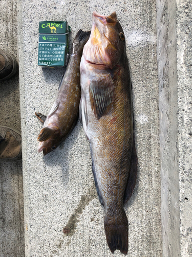 アイナメの釣果