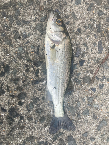 セイゴ（マルスズキ）の釣果