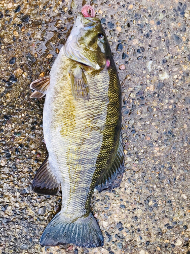 スモールマウスバスの釣果