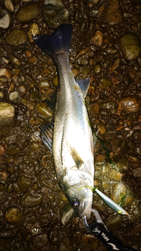 セイゴ（マルスズキ）の釣果