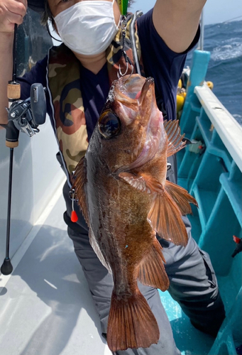 クロメバルの釣果