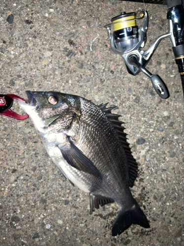 チヌの釣果