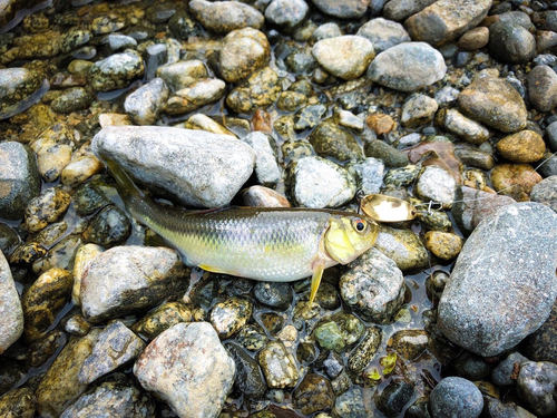 カワムツの釣果