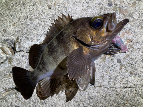 メバルの釣果