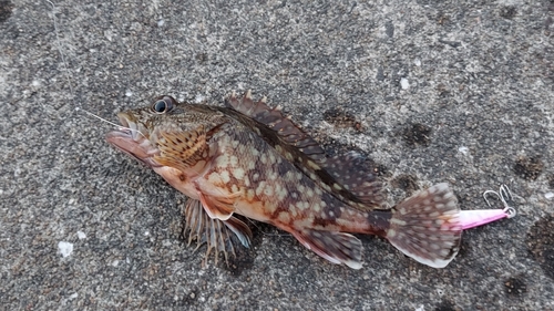 カサゴの釣果