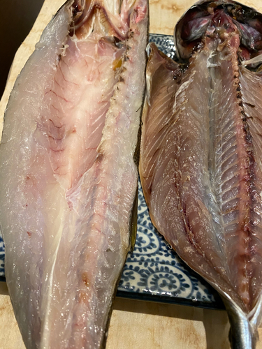 カマスの釣果