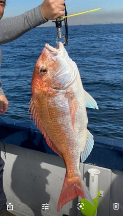 マダイの釣果