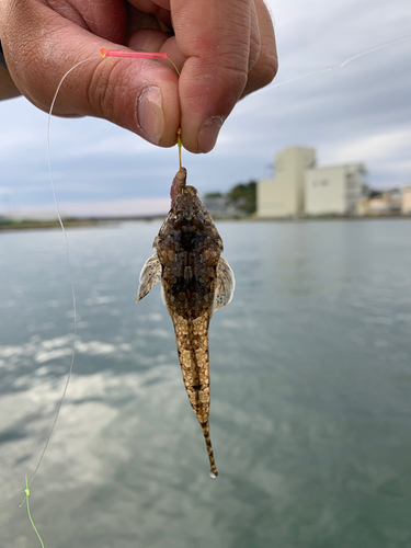 メゴチの釣果