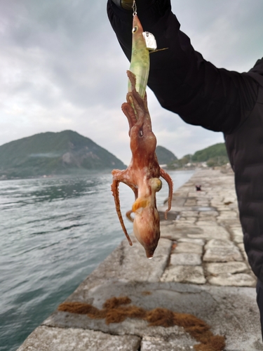 タコの釣果