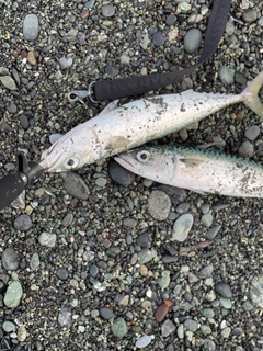 サバの釣果