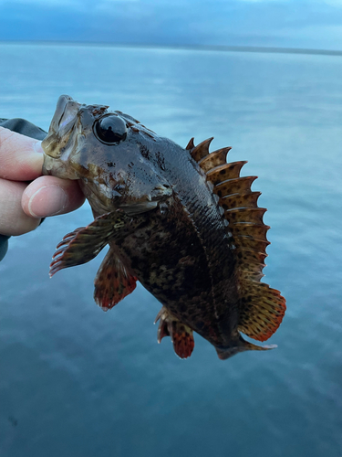 ソイの釣果