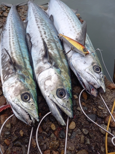 サゴシの釣果