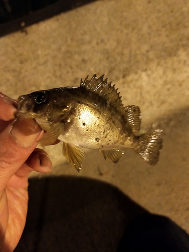 メバルの釣果