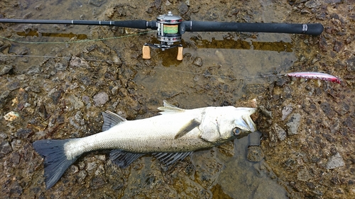 マダカ（マルスズキ）の釣果